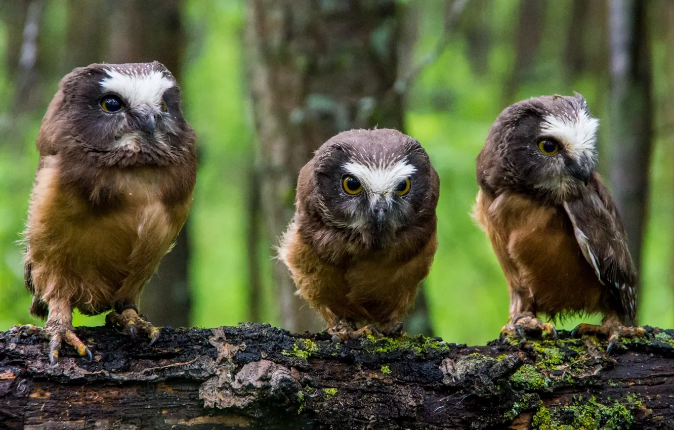 Photo wallpaper log, owls, trio, Chicks, North American boreal owl