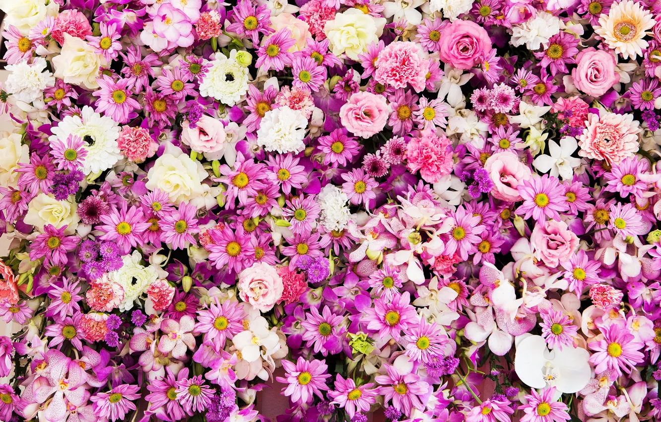 Photo wallpaper flowers, background, roses, pink, buds, chrysanthemum, pink, flowers