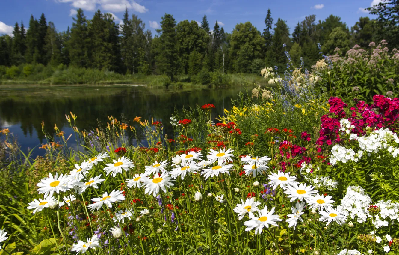 Photo wallpaper greens, forest, summer, flowers, red, river, shore, bright
