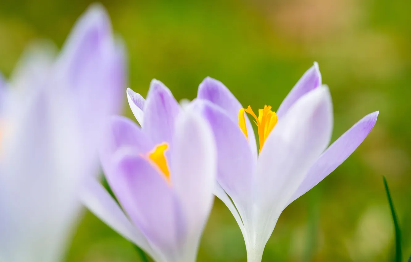 Photo wallpaper macro, flowers, blur, spring, petals, crocuses, gentle, green background