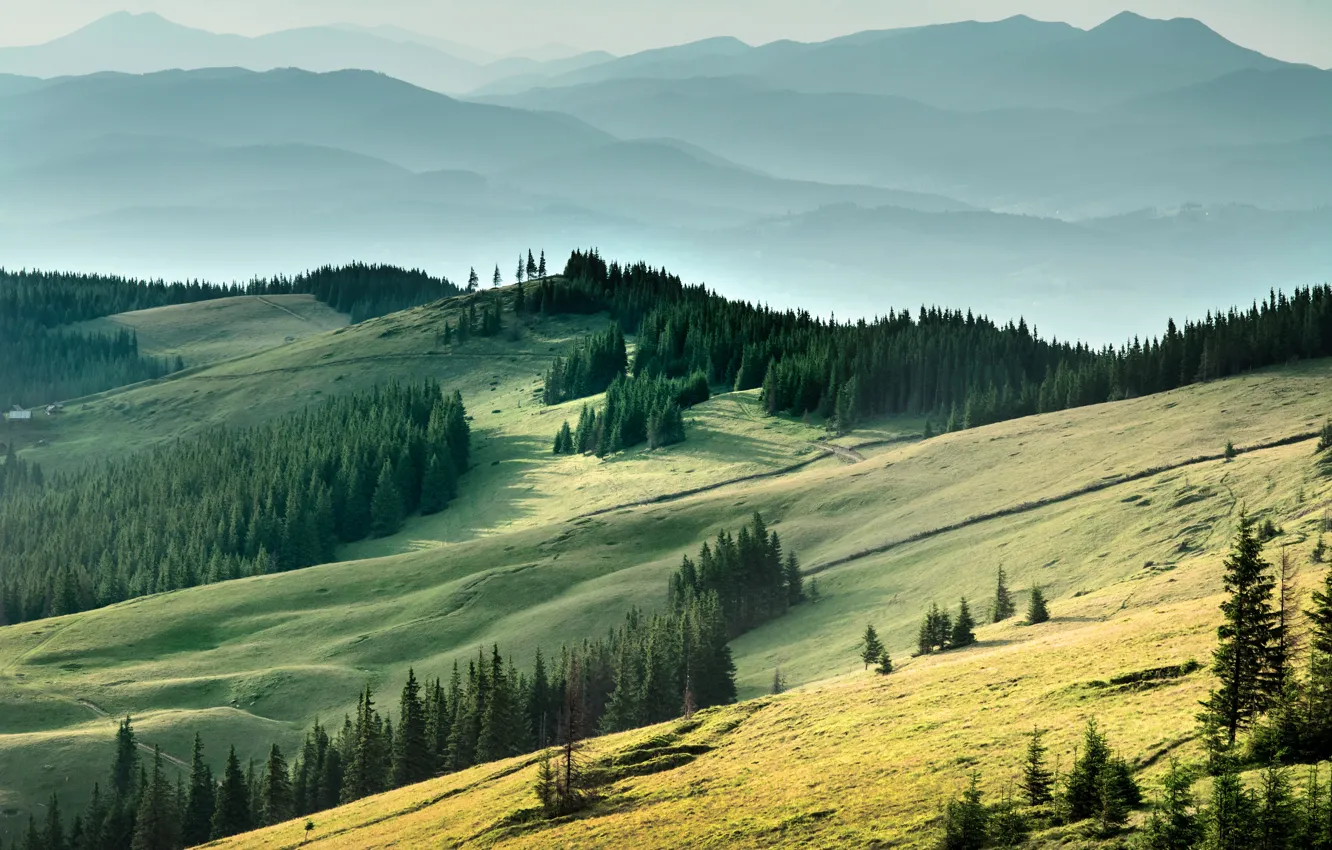 Photo wallpaper mountains, field, Ukraine, forest, Carpathians