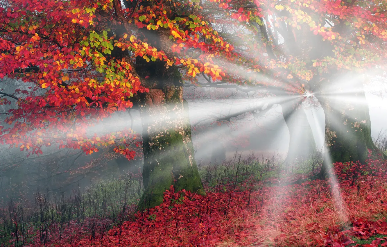 Photo wallpaper autumn, forest, leaves, trees, yellow, red, fog, morning