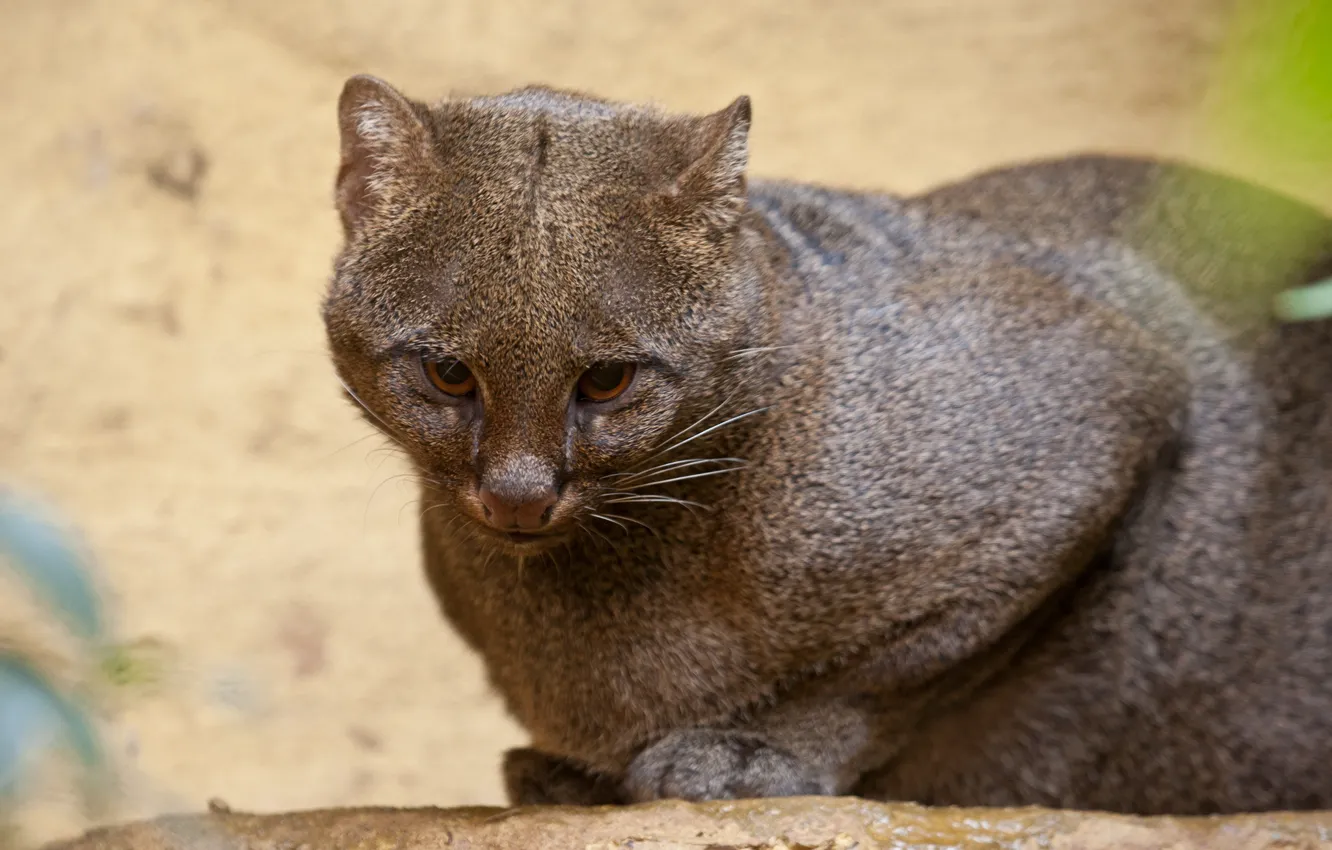 Photo wallpaper cat, look, yaguarundi