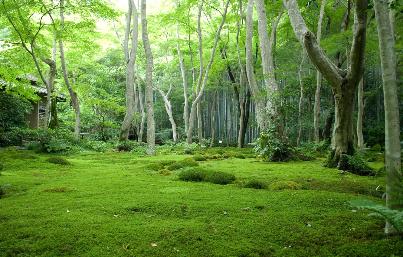 Photo wallpaper forest, trees, glade, Japan