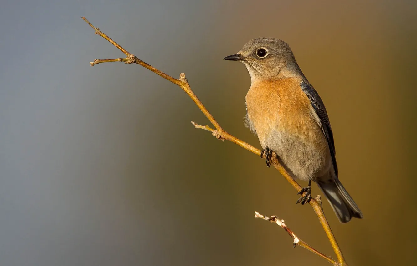 Photo wallpaper bird, female, beak, Western sialia, branches