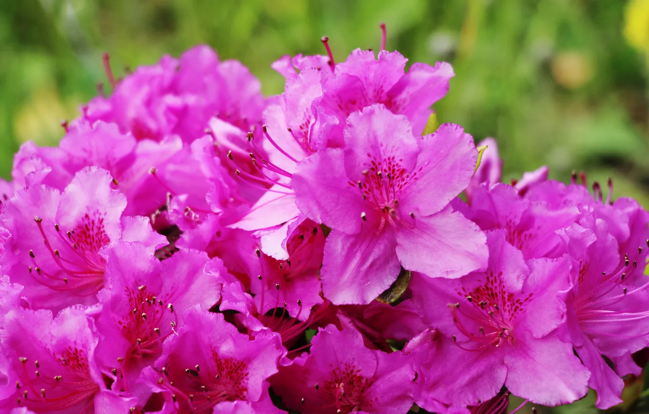 Photo wallpaper pink, Azalea, blooming