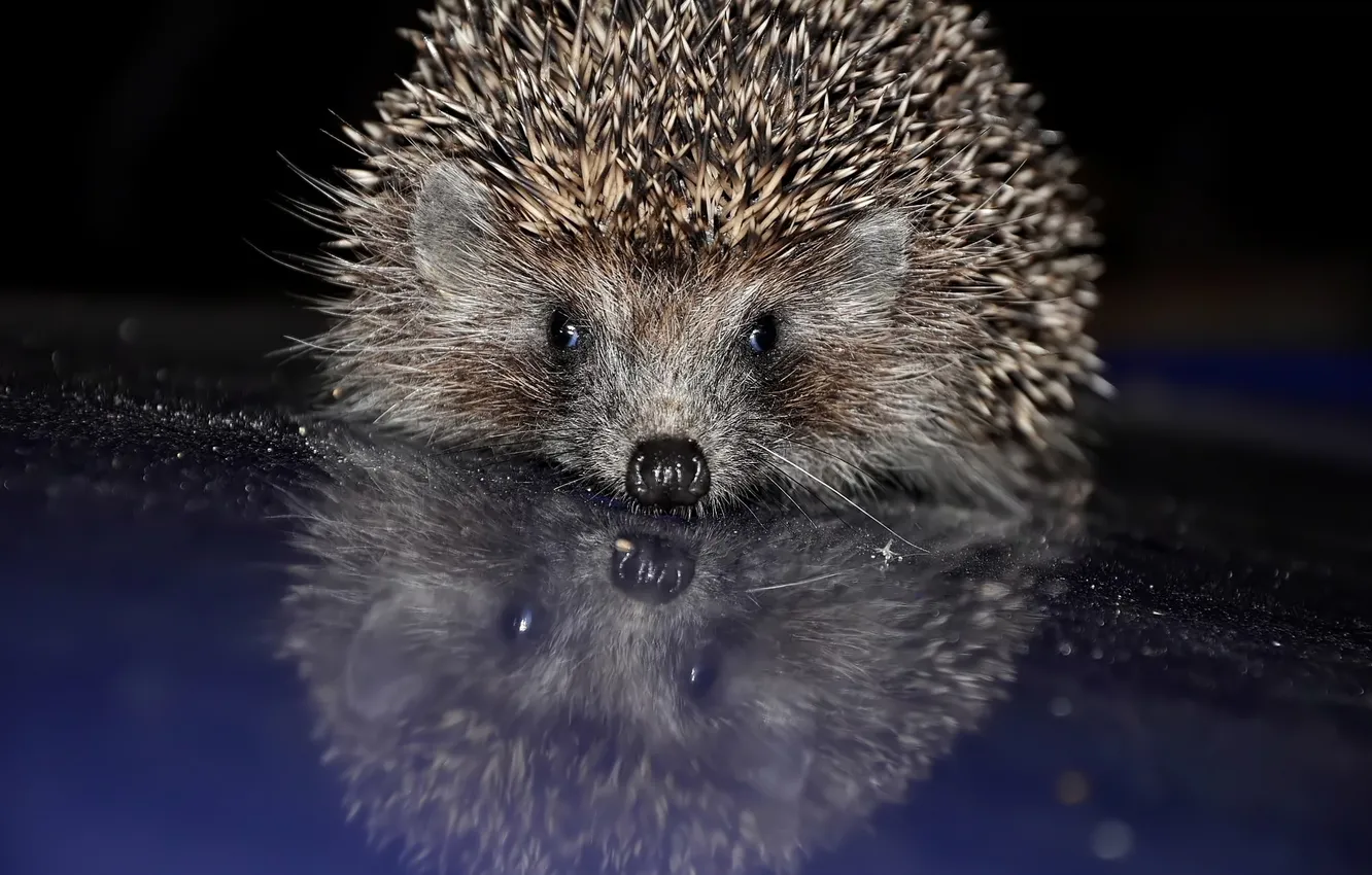 Photo wallpaper face, surface, needles, reflection, hedgehog