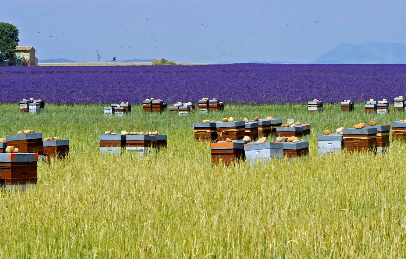 Photo wallpaper field, trees, flowers, France, home, meadow, lavender, plantation