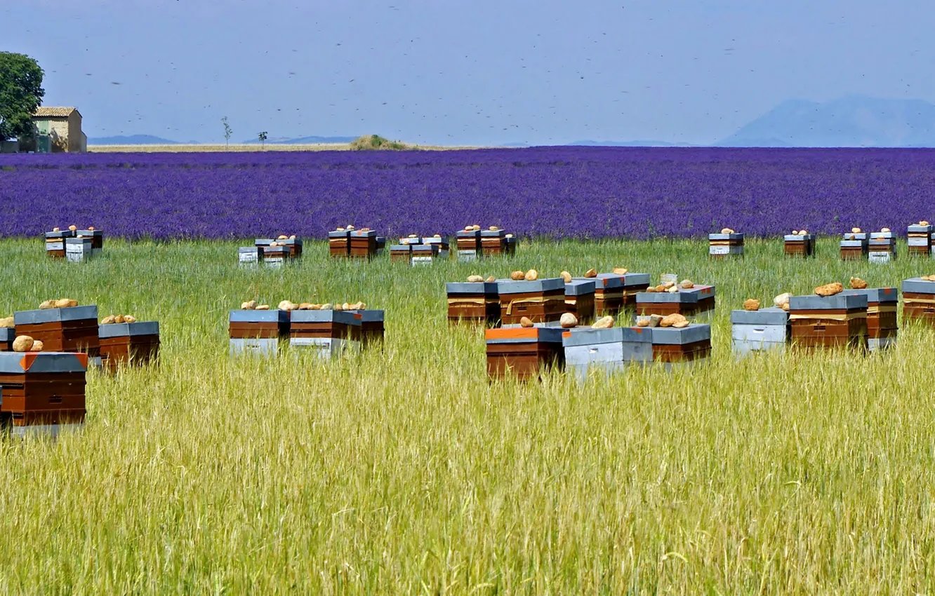 Photo wallpaper field, trees, flowers, house, France, meadow, lavender, plantation