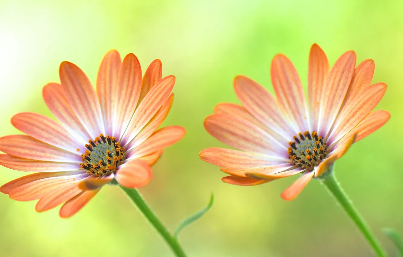 Photo wallpaper macro, petals, garden, stem, meadow, pair
