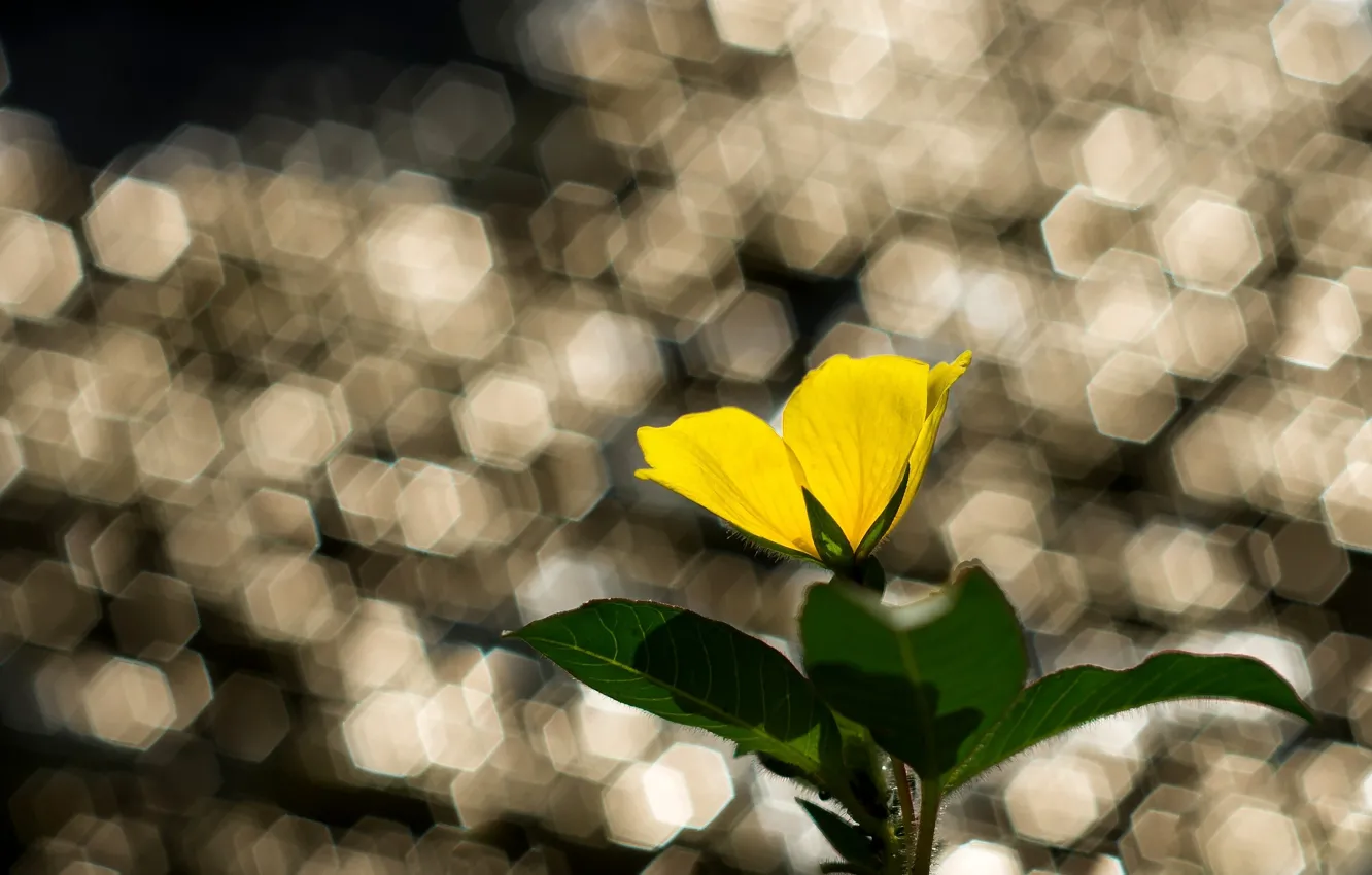 Photo wallpaper flower, leaves, yellow, glare