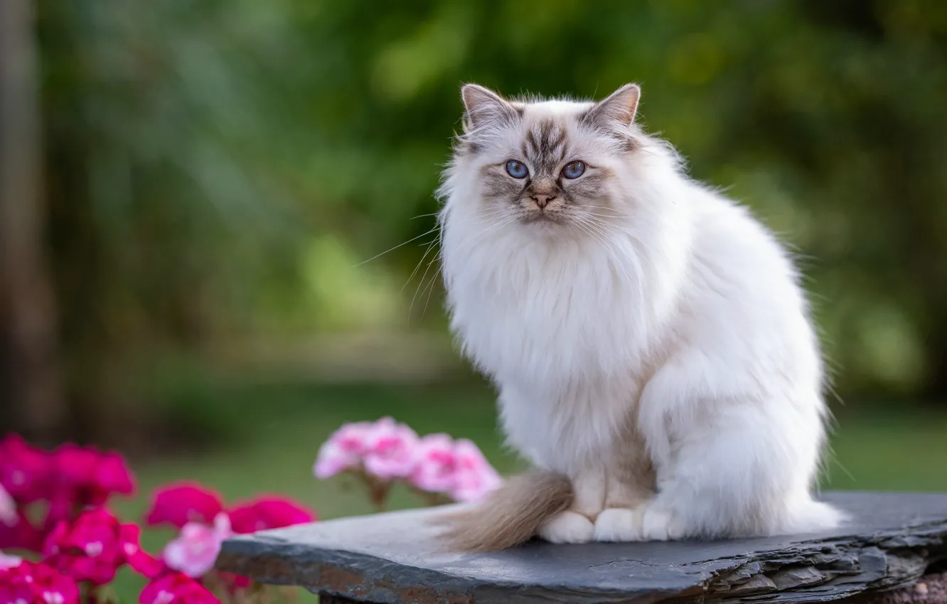 Photo wallpaper cat, white, summer, cat, look, flowers, nature, background