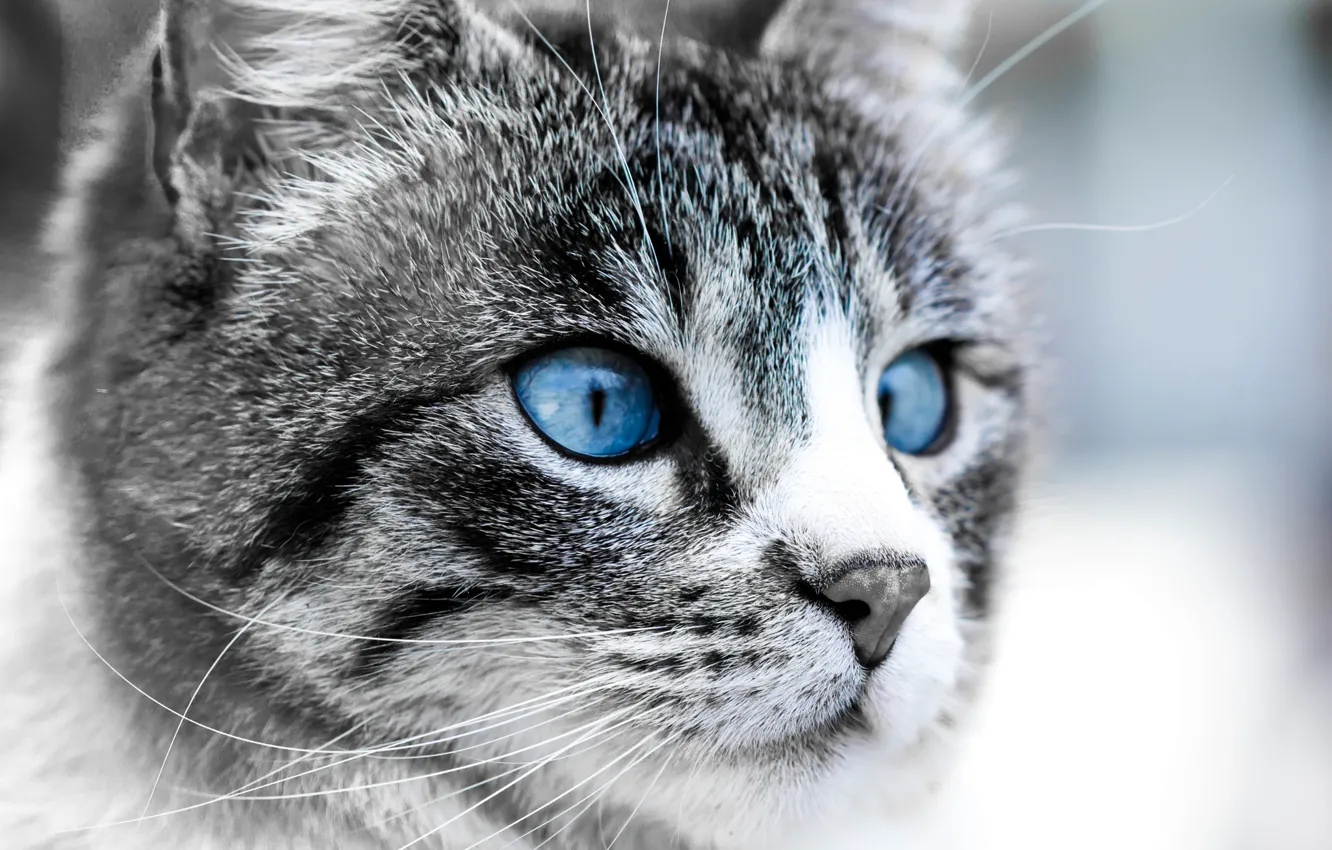 Photo wallpaper cat, eyes, face, The moon, blue