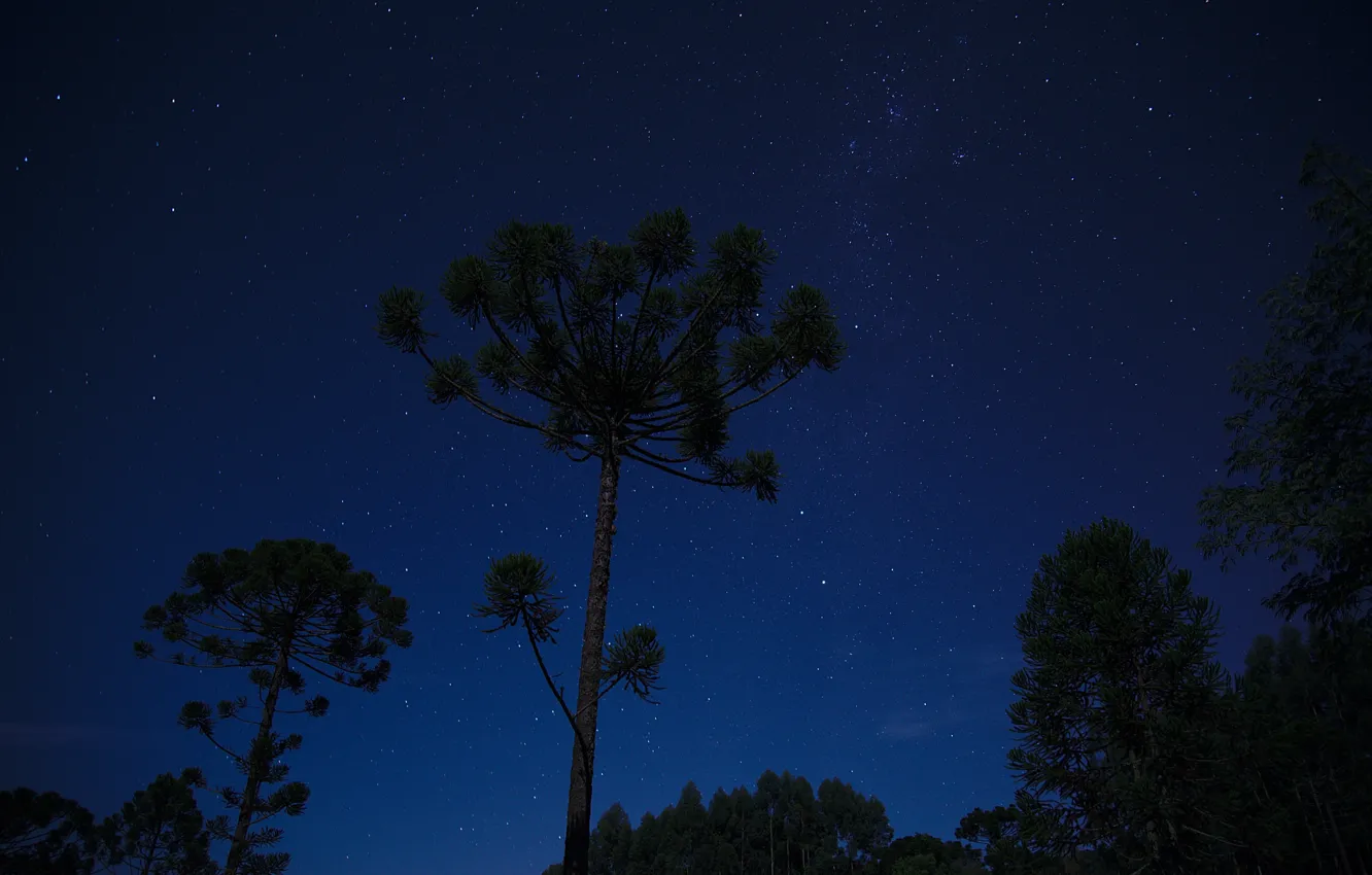 Photo wallpaper space, stars, trees, night
