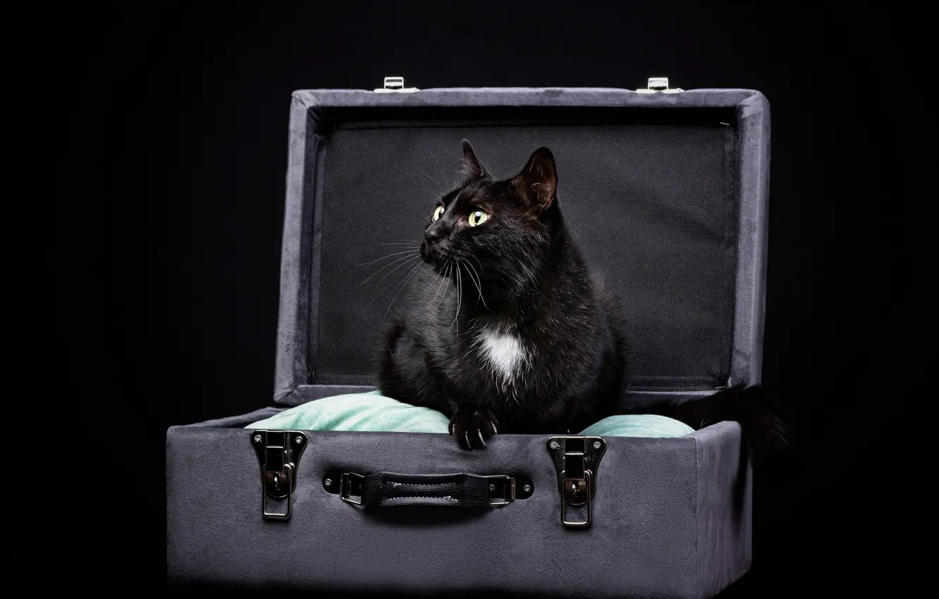 Photo wallpaper cat, cat, suitcase