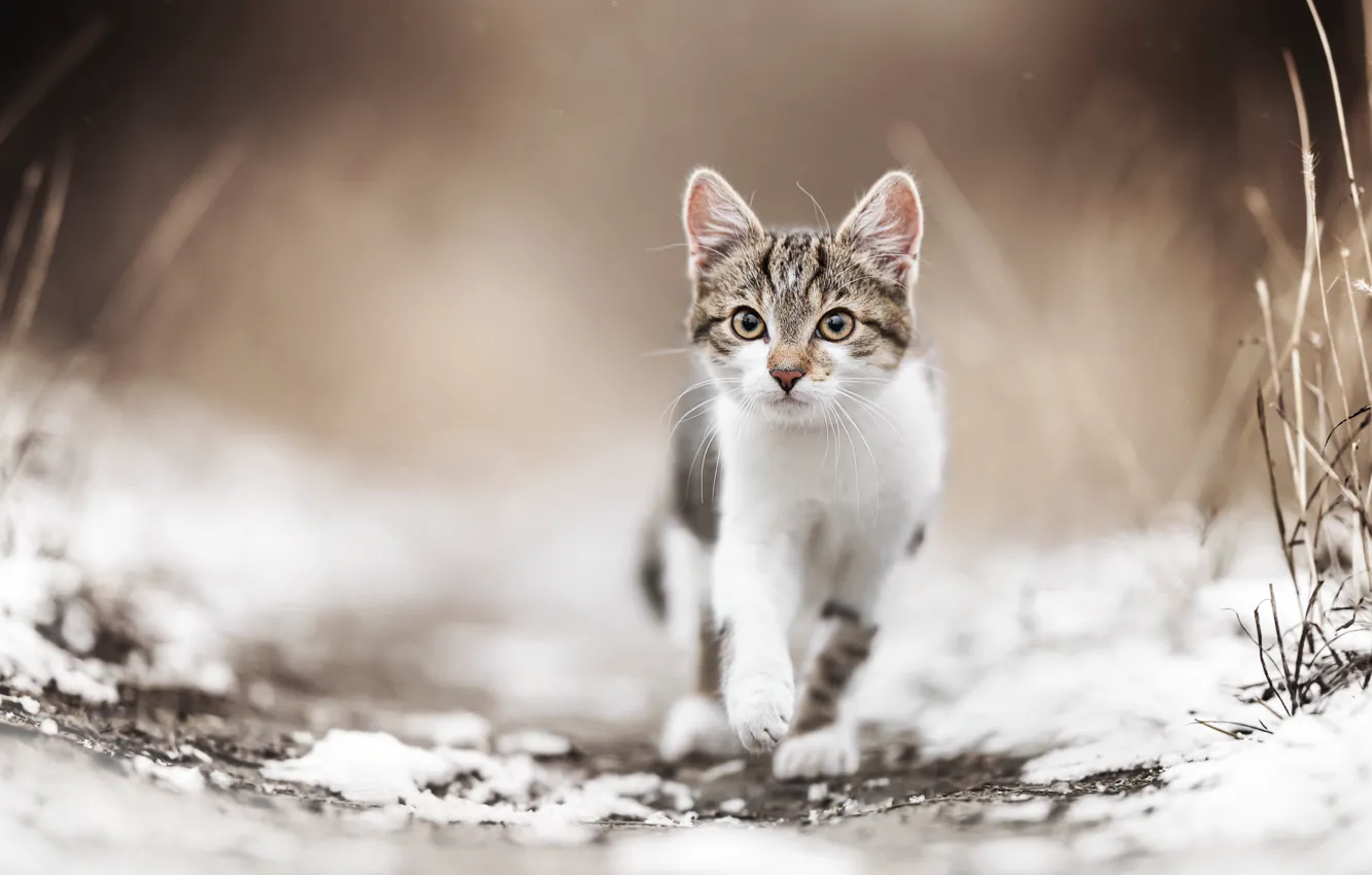 Photo wallpaper look, snow, muzzle, kitty, bokeh, cat