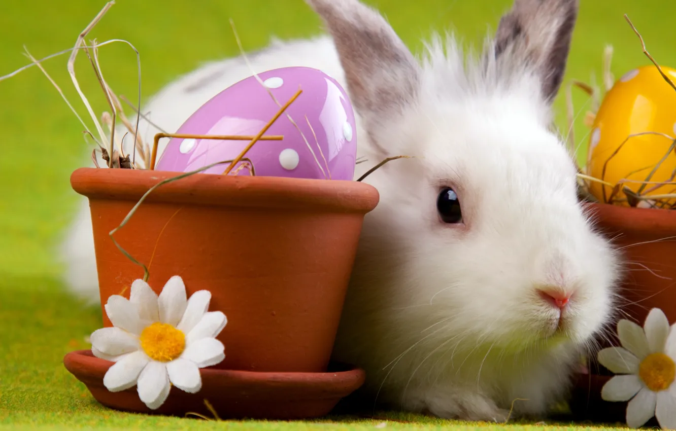 Photo wallpaper chamomile, eggs, rabbit, Easter, pot, Easter