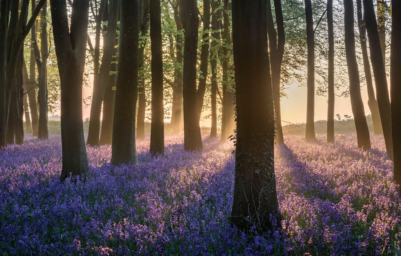 Photo wallpaper forest, the sun, flowers