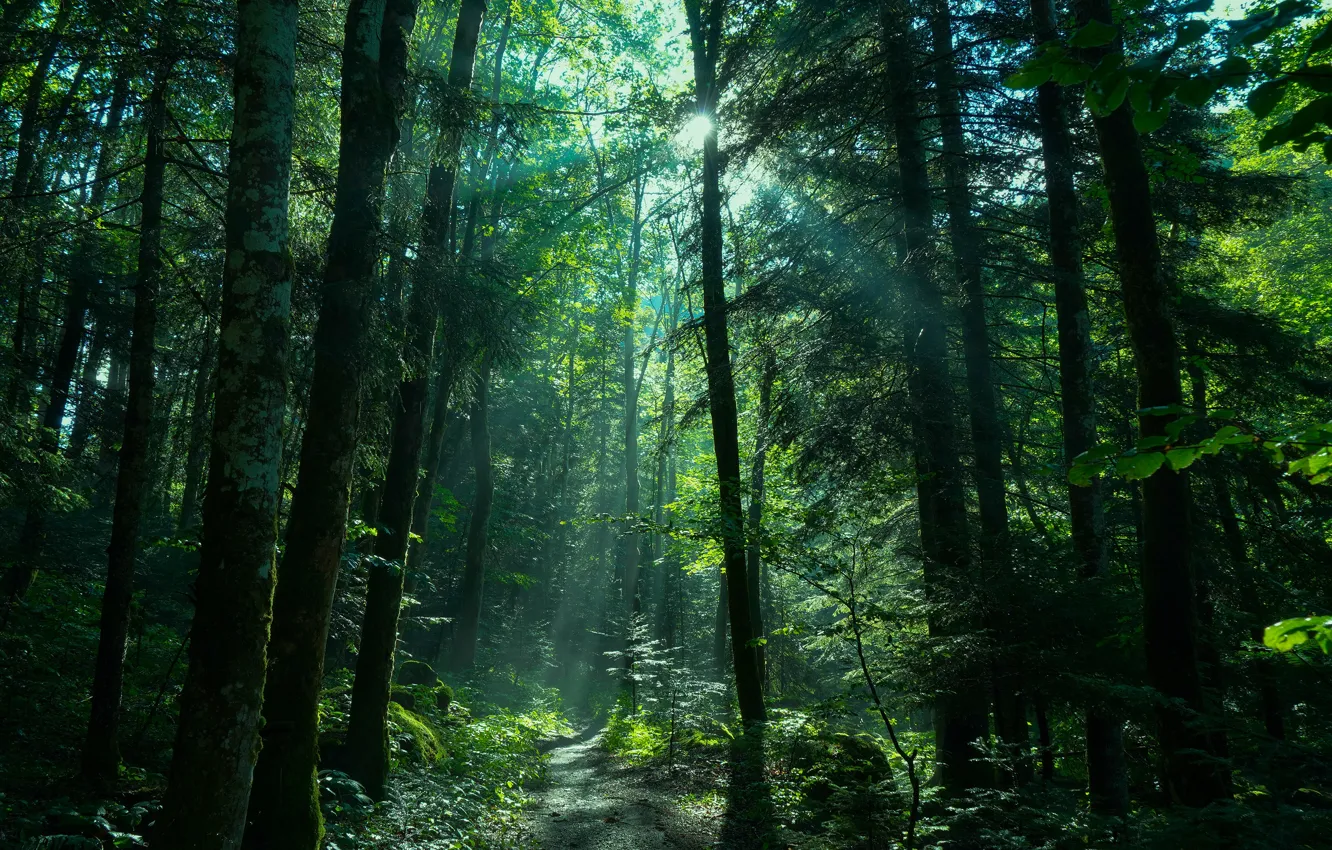 Photo wallpaper forest, the sun, rays, ate, path