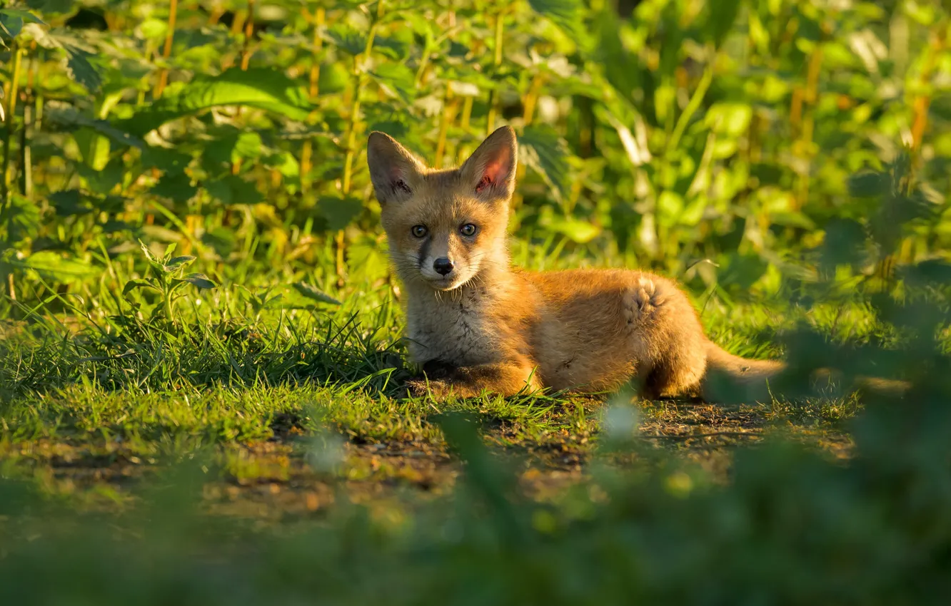 Photo wallpaper grass, glade, Fox, lies, Fox