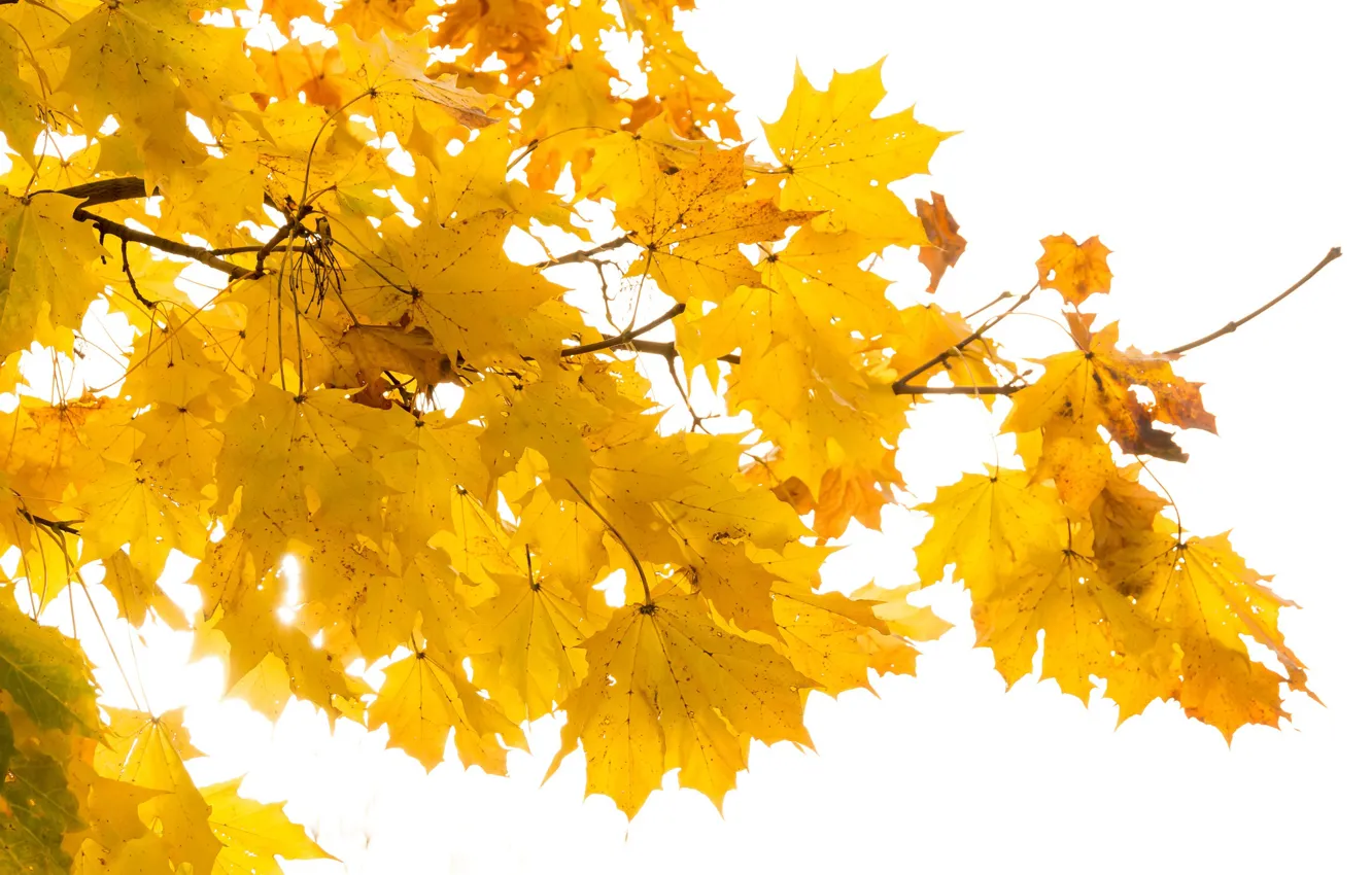 Photo wallpaper autumn, leaves, nature