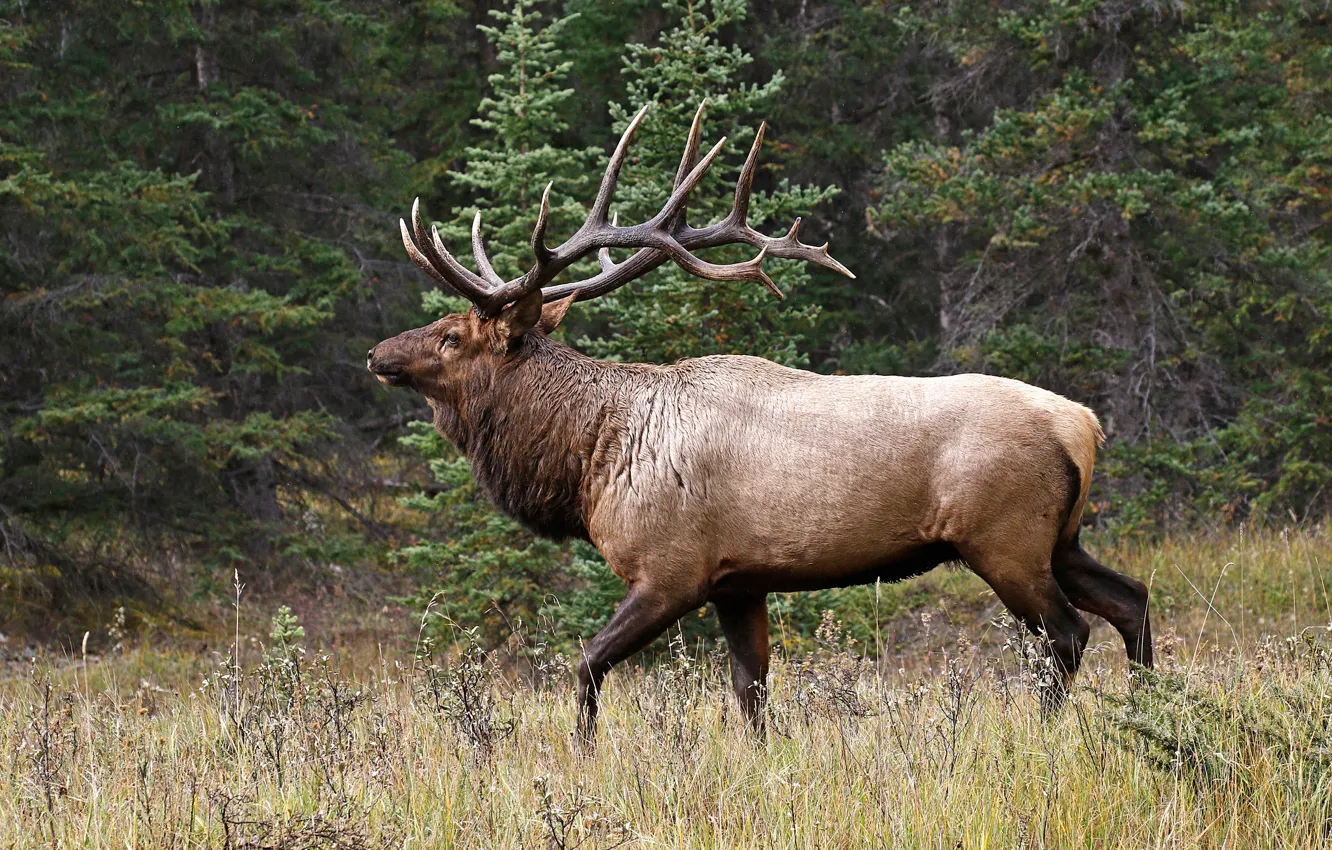 Photo wallpaper grass, trees, nature, horns, deer