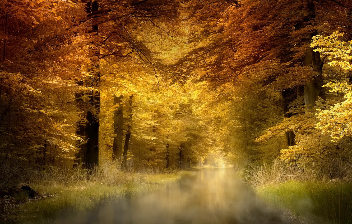 Photo wallpaper nature, fog, Park