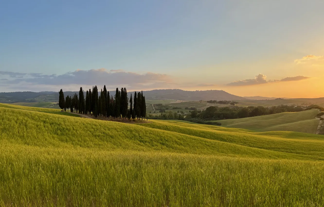 Photo wallpaper field, Italy, cypress, Tuscany