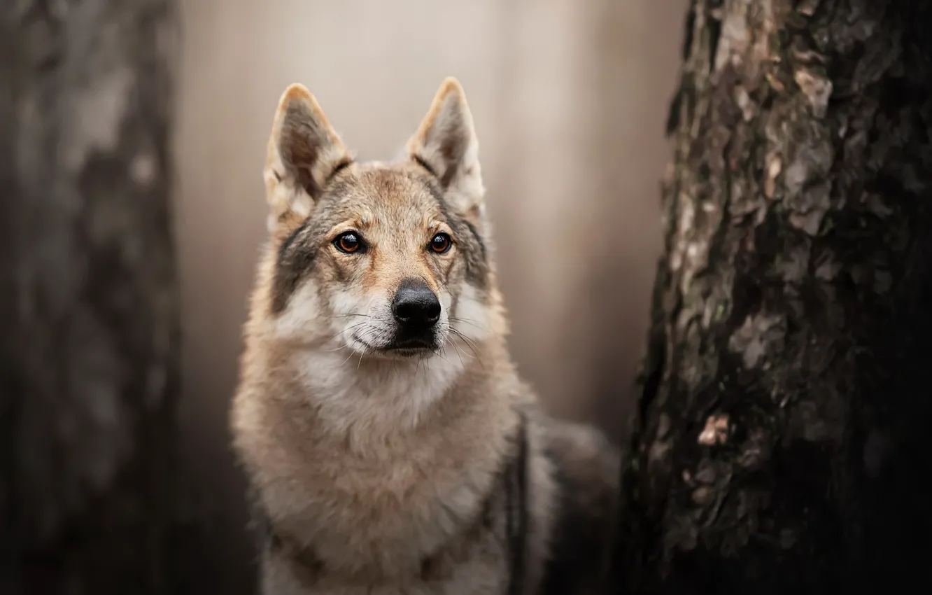 Photo wallpaper nature, each, dog