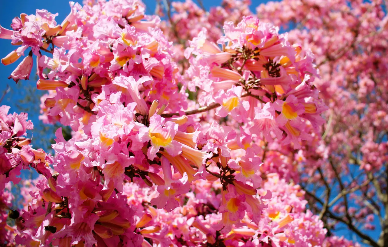 Photo wallpaper spring, flowering tree, Tabebuya