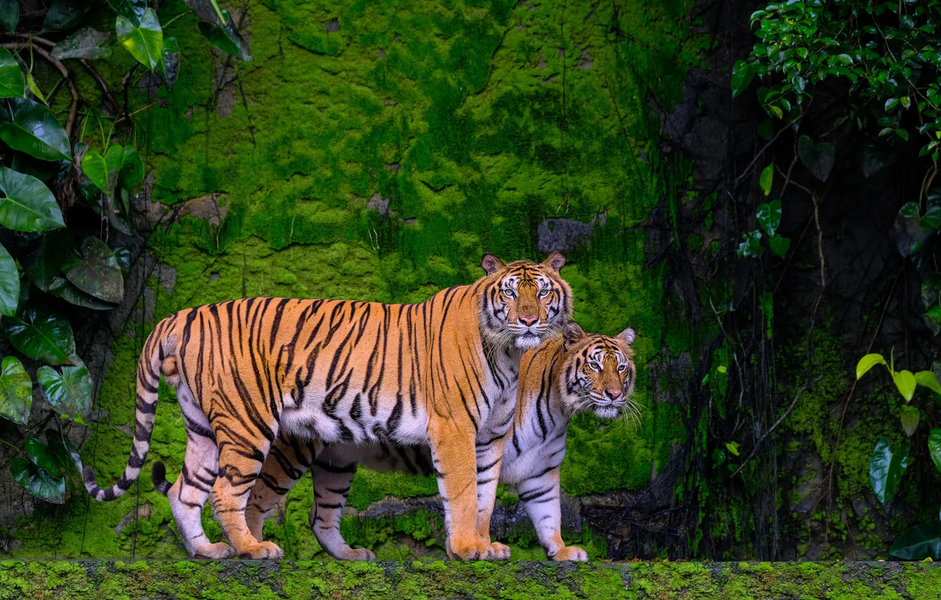 Photo wallpaper greens, tiger, stones, rocks, two, moss, pair, handsome