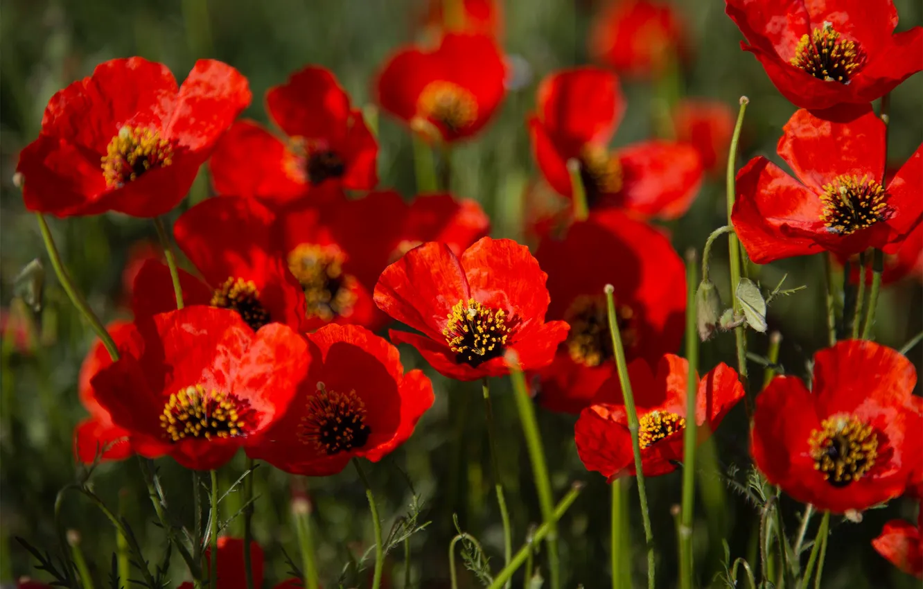 Photo wallpaper flowers, red, Maki, Escholzia