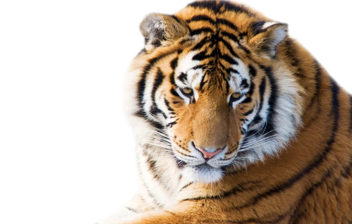 Photo wallpaper winter, tiger, tiger, winter, Siberian Tiger, Siberian tiger, Ussuri tiger, Siberian tiger