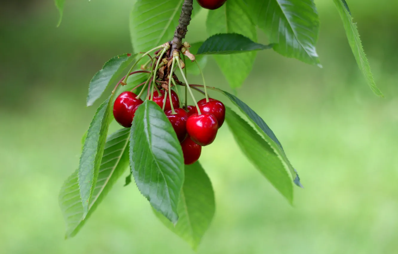 Photo wallpaper leaves, branches, cherry, berries, fruit, bunch