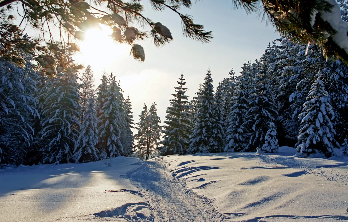 Photo wallpaper winter, forest, snow, nature