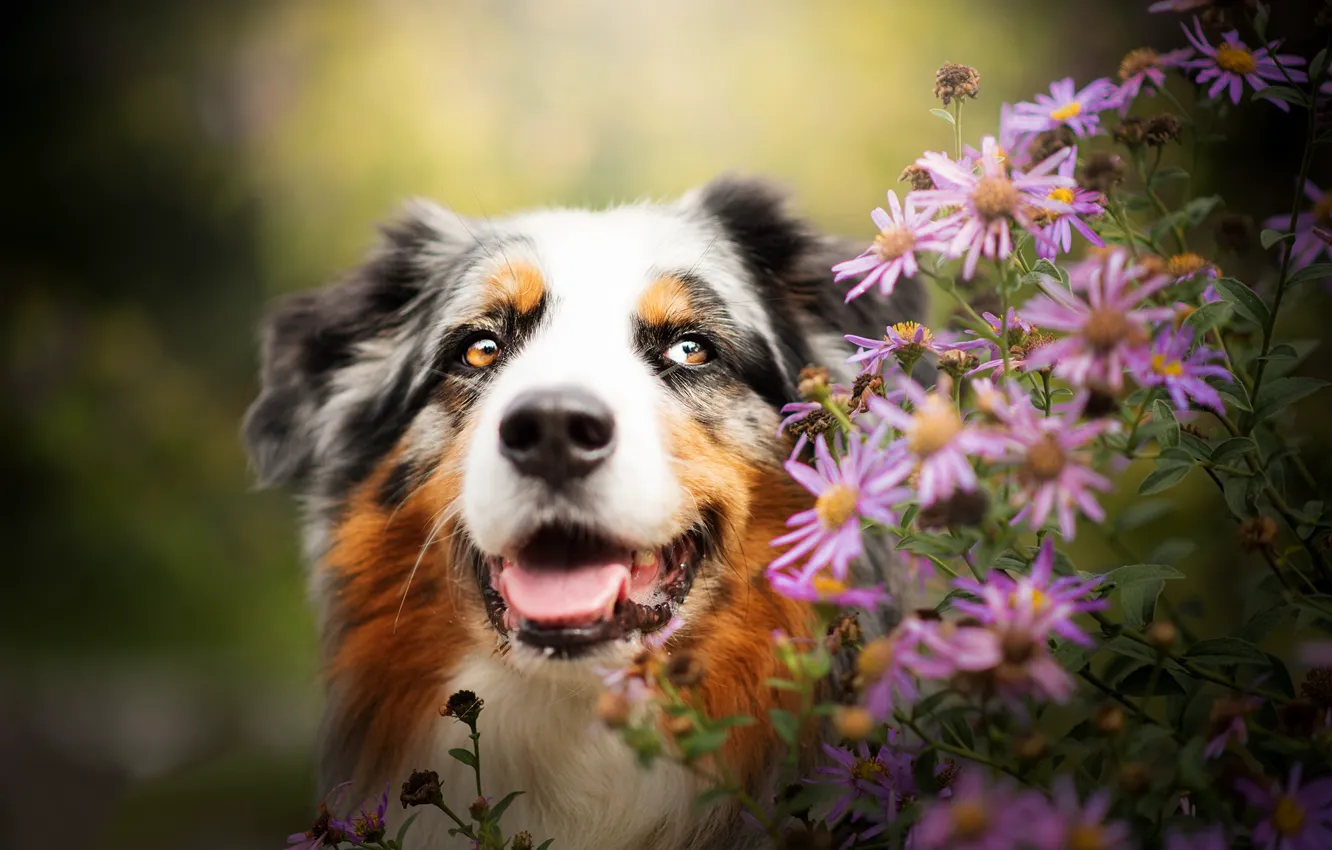 Photo wallpaper face, flowers, portrait, dog, Australian shepherd, Aussie