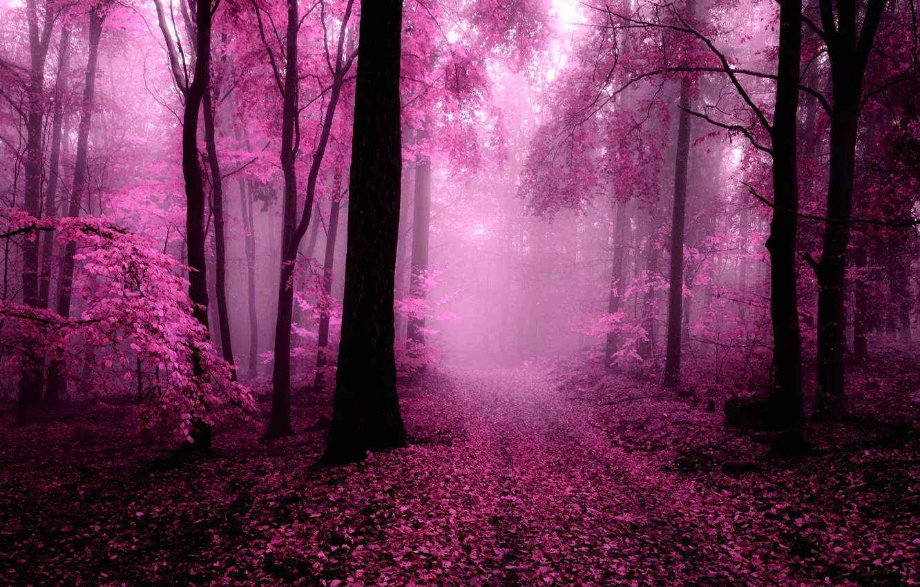 Photo wallpaper forest, light, nature, color