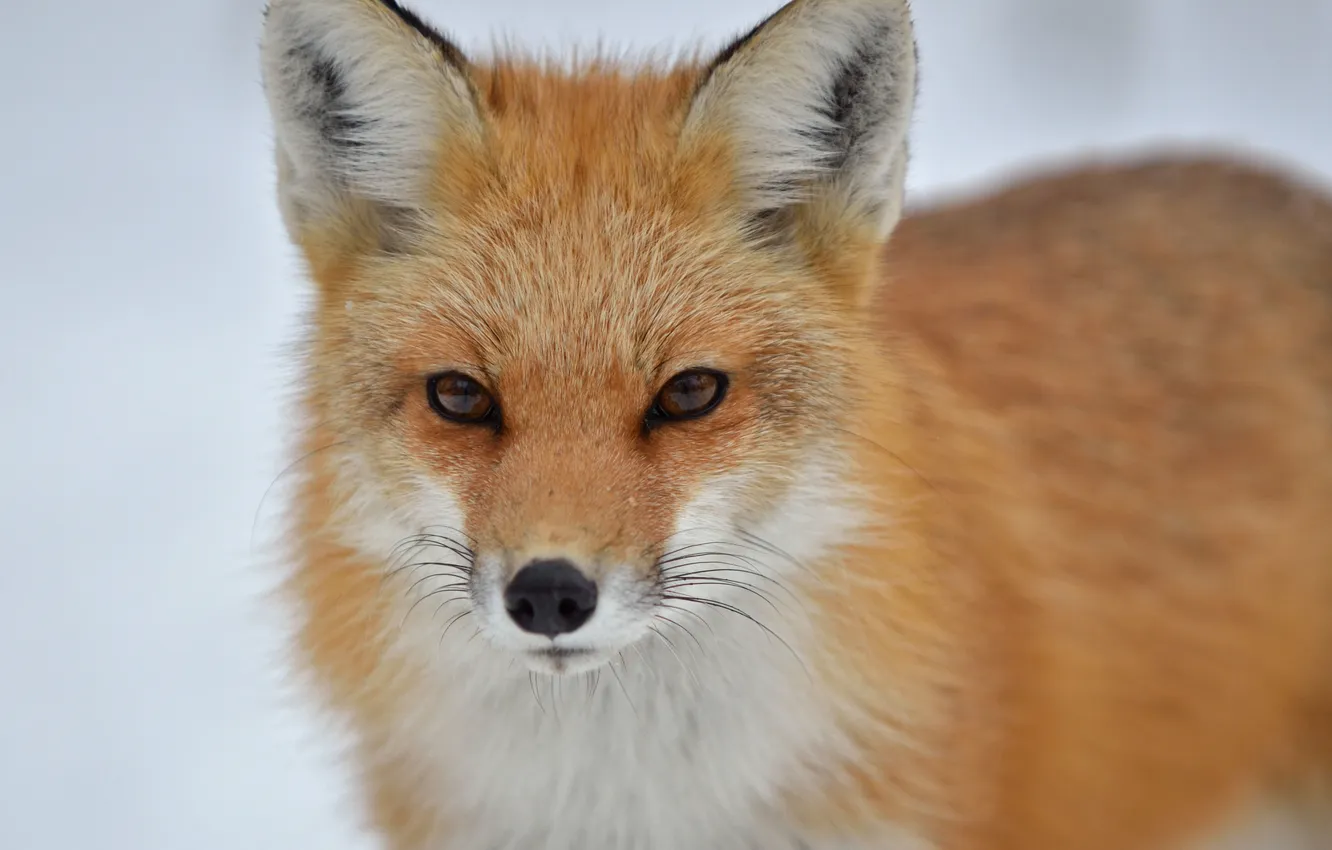 Photo wallpaper look, face, Fox, Fox