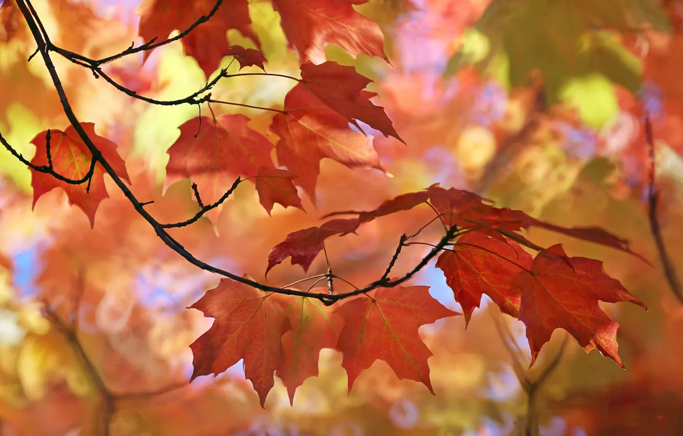 Photo wallpaper autumn, leaves, nature
