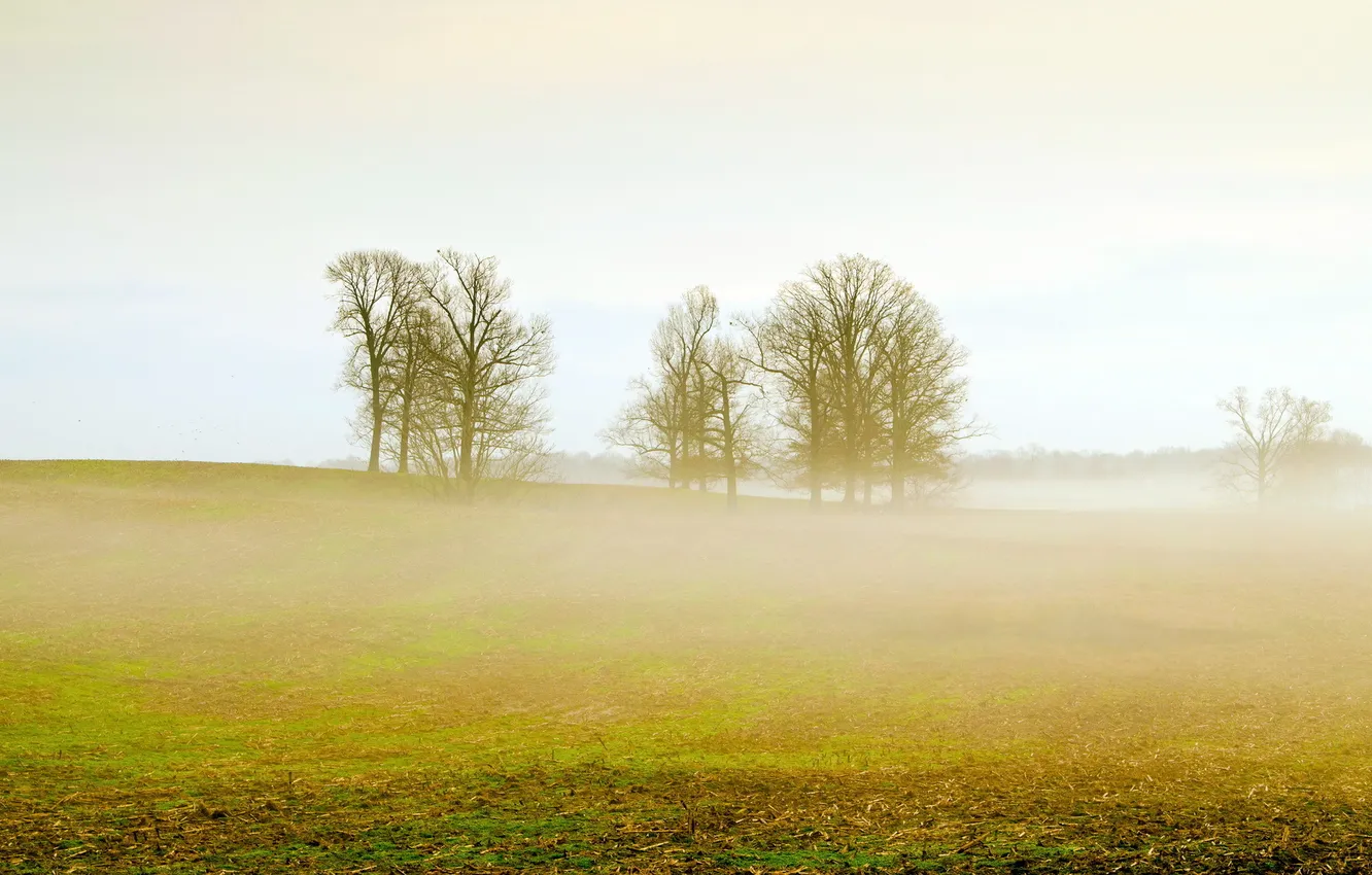Photo wallpaper field, landscape, fog
