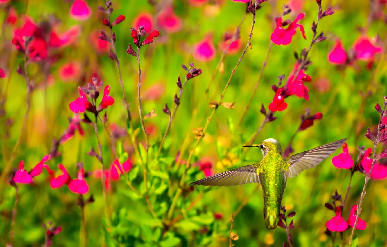 Photo wallpaper flowers, bird, plant, wings, beak, Hummingbird
