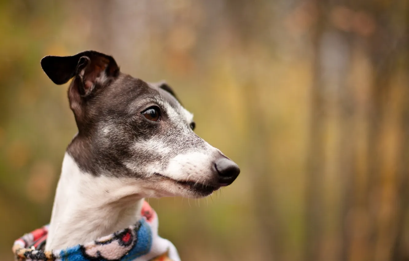 Photo wallpaper look, background, dog