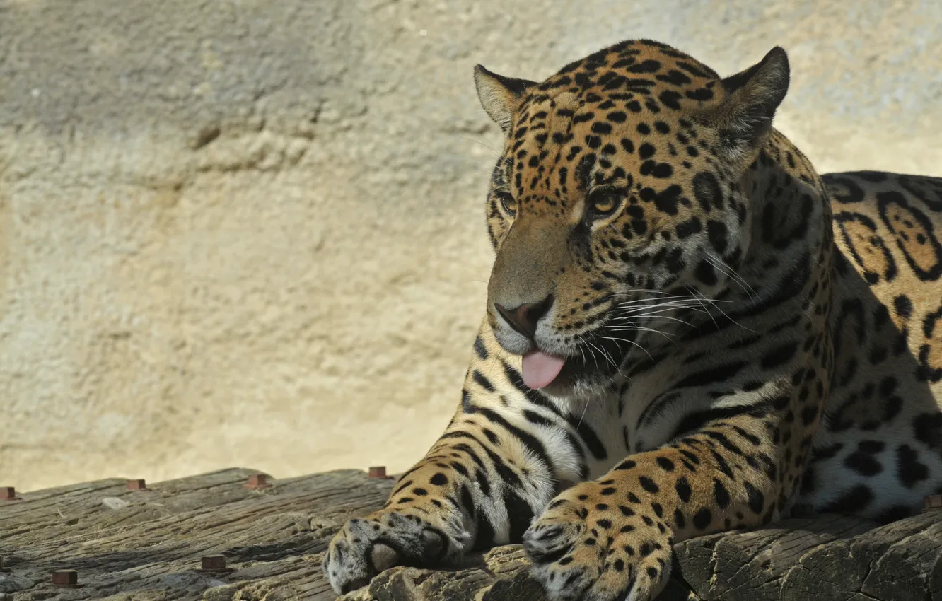 Photo wallpaper language, cat, Jaguar