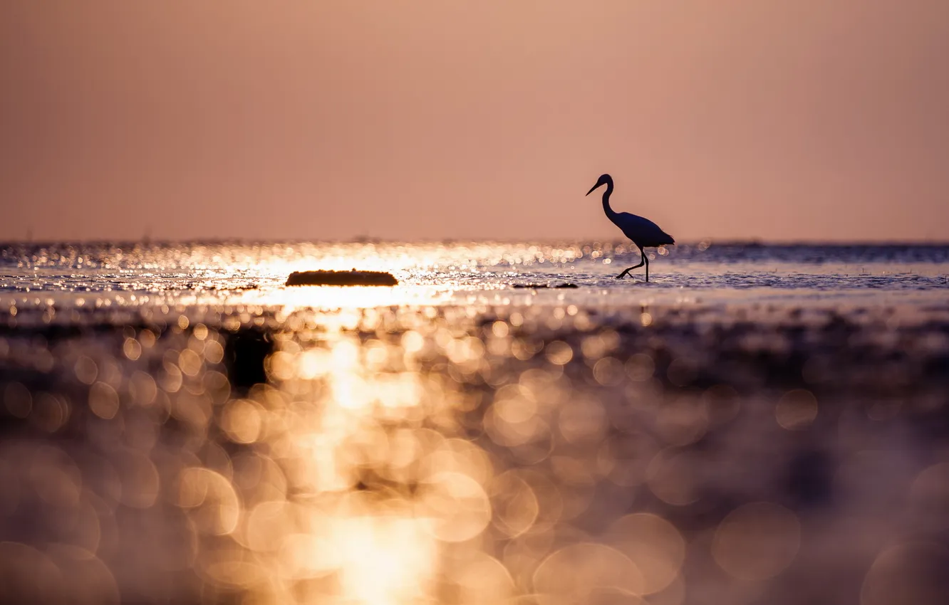 Photo wallpaper landscape, sunset, bird