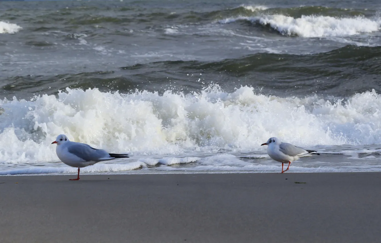 Photo wallpaper beach, sea, ocean, bird, water, seagull