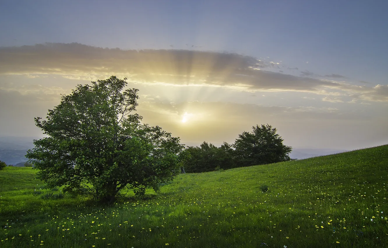 Photo wallpaper trees, meadow, Italy, the bushes, Italy, Bolognola, Marche, Bolognola