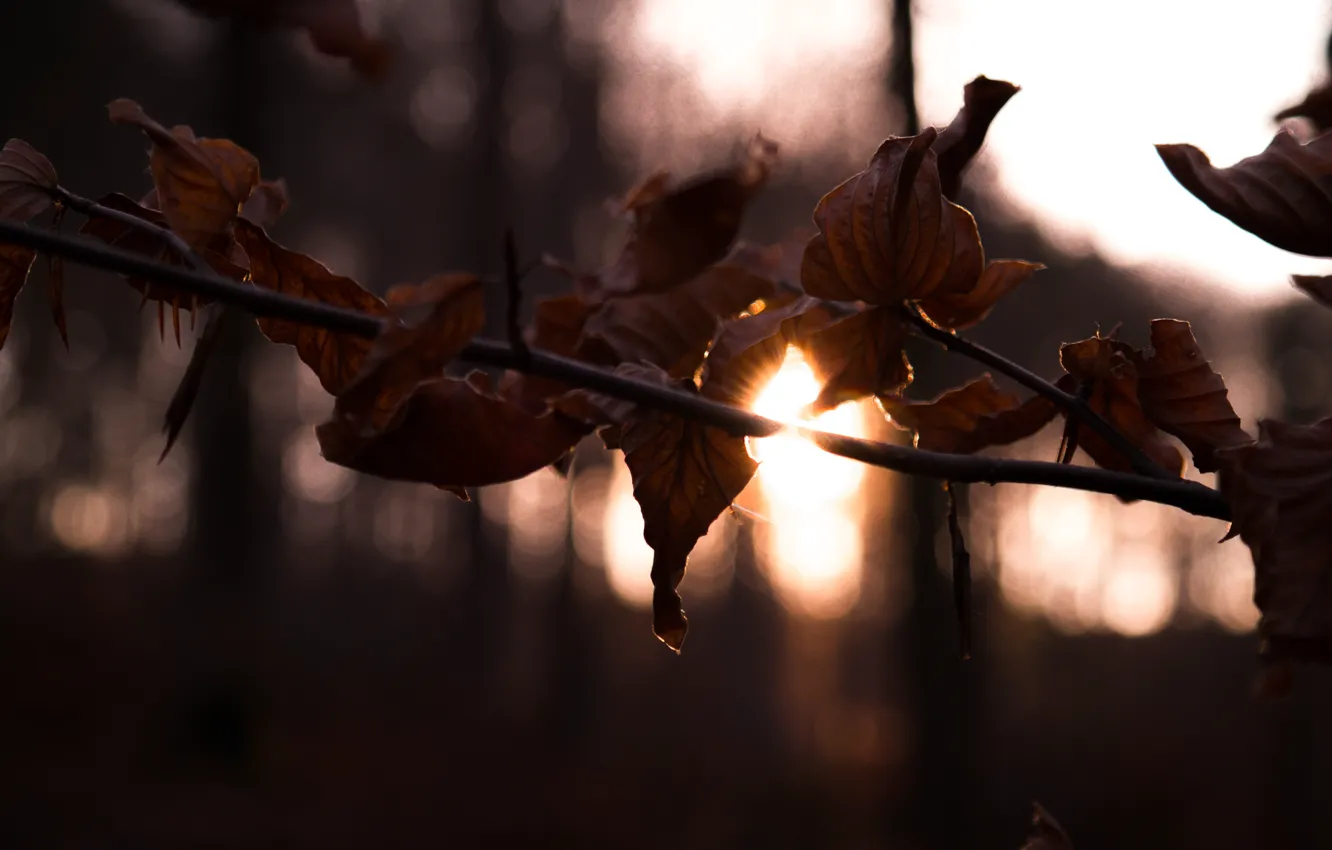 Photo wallpaper forest, trees, sunset, winter, leaves, sun, dusk, branch