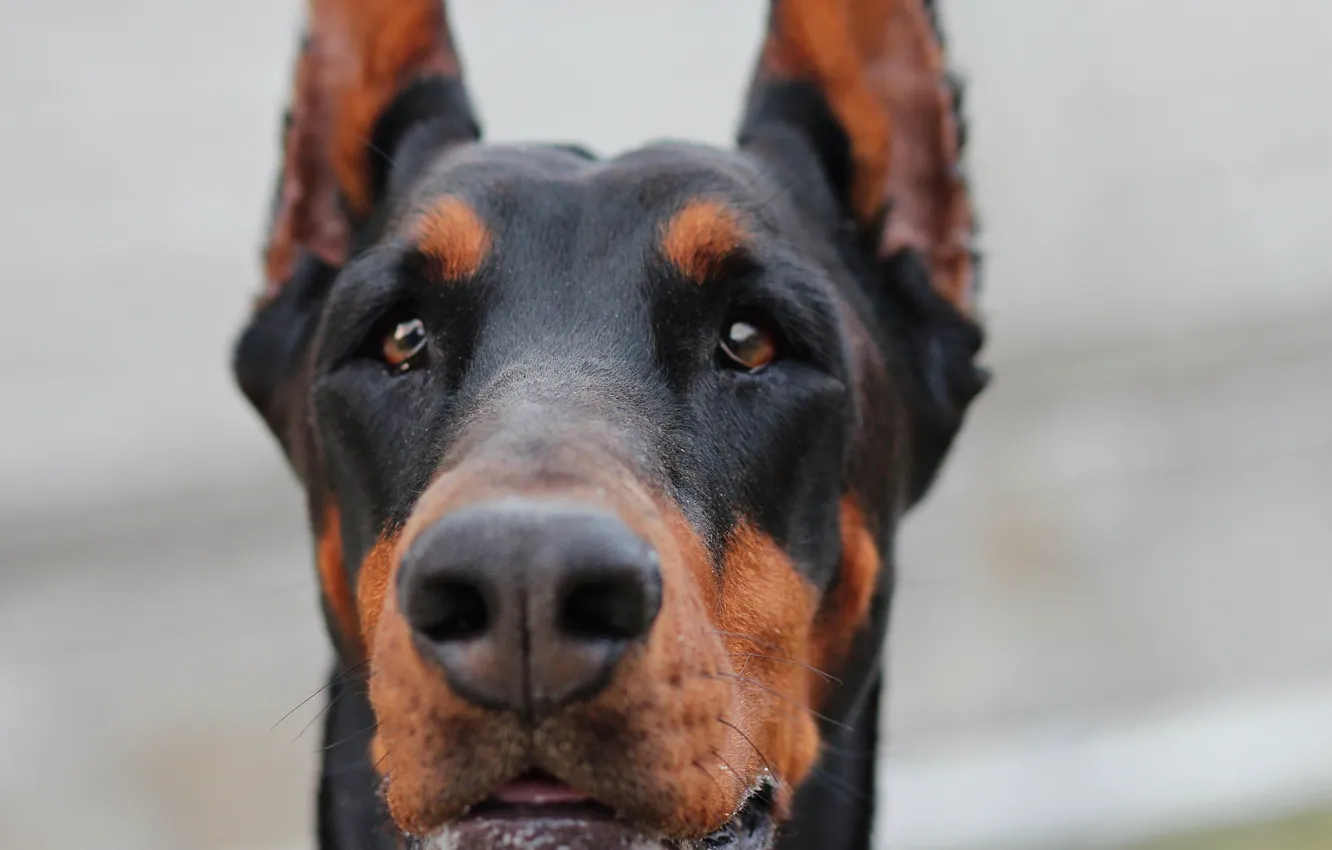 Photo wallpaper eyes, look, nose, ears, Doberman, black and tan