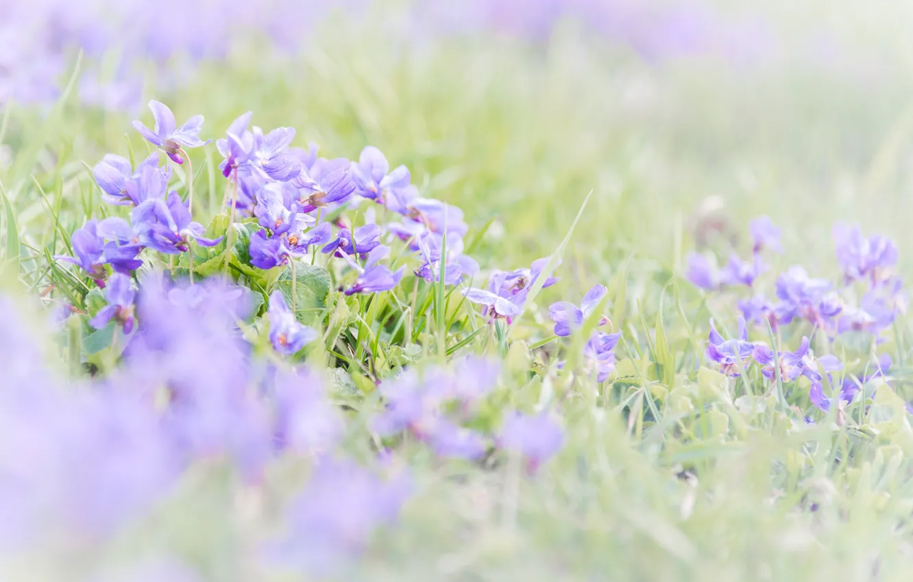 Photo wallpaper grass, spring, violet