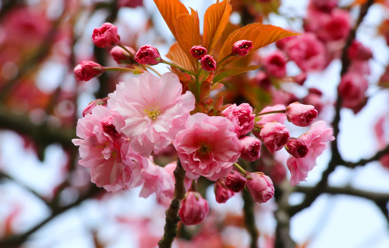 Photo wallpaper flower, twig, blooming